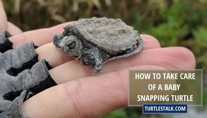 How To Take Care Of A Baby Snapping Turtle? – Basic Care Guide
