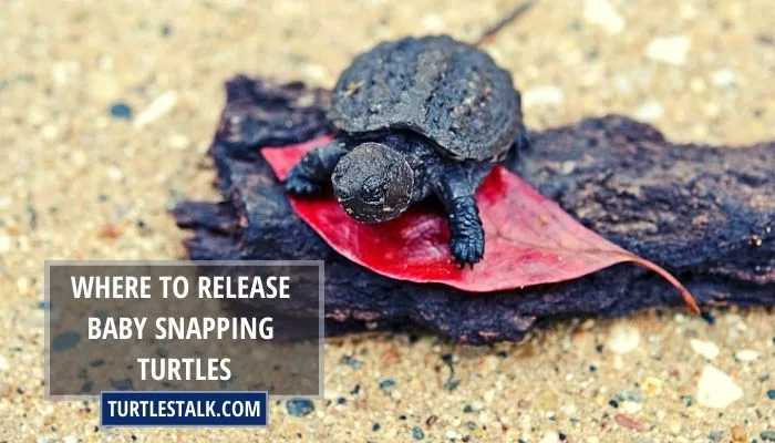 Where to Release Baby Snapping Turtles
