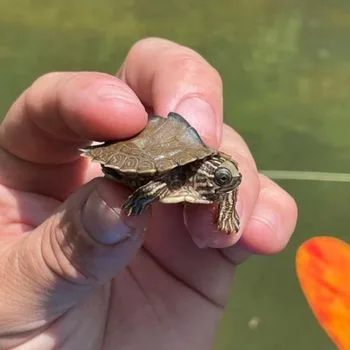 Alabama Map Turtle Babies