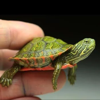 Alabama Red-bellied Turtle Babies