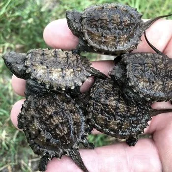 Alligator Snapping Turtle Babies