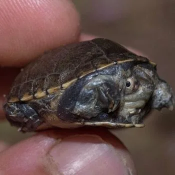 Arizona Mud Turtle Babies