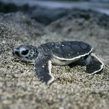 Atlantic Green Sea Turtle Babies