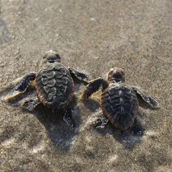 Atlantic Hawksbill Sea Turtle Babies