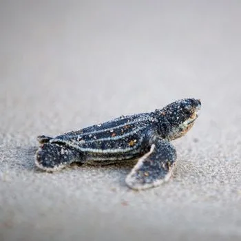 Atlantic Leatherback Sea Turtle Babies