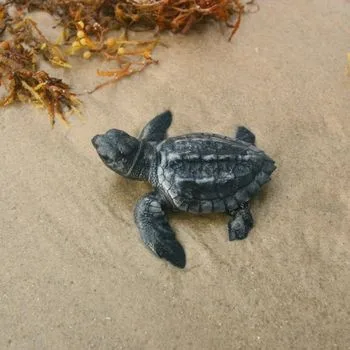 Atlantic Ridley Sea Turtle Babies