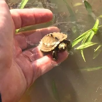 Barbours Map Turtle Babies