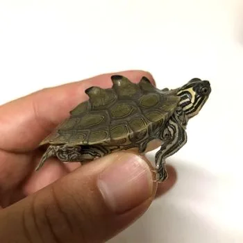 Black-knobbed Map Turtle Babies