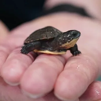 Blanding Turtle Babies