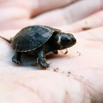 Bog Turtle Babies