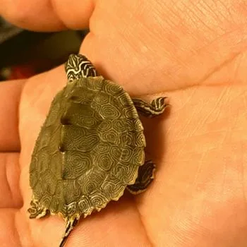 Cagle's Map Turtle Babies