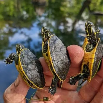 Chicken Turtle Babies