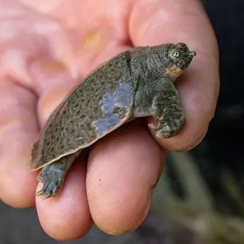 Chinese Softshell Turtle Babies