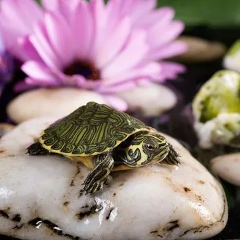 Coastal Plain Cooter Babies