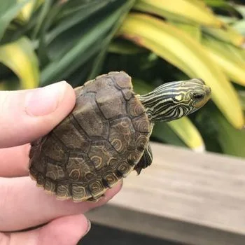 Common Map Turtle Babies