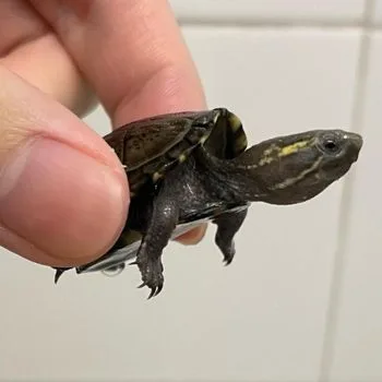 Common Musk Turtle Babies