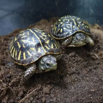 Desert Box Turtle Babies