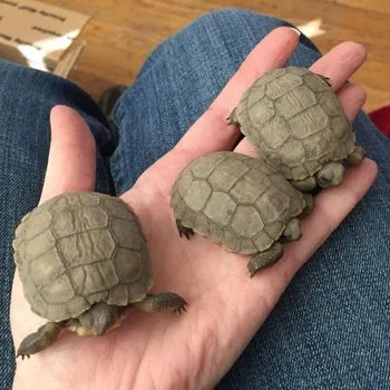 Desert Tortoise Babies