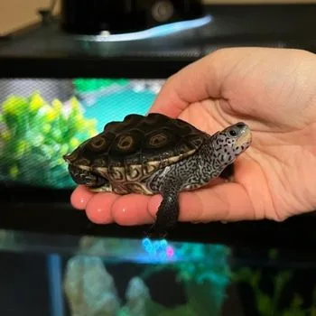 Diamondback Terrapin Babies