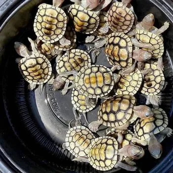 Eastern Box Turtle Babies