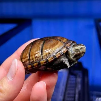 Eastern Mud Turtle Babies