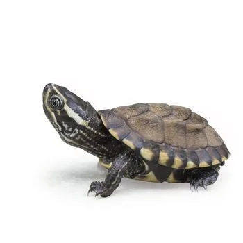 Eastern Musk Turtle Babies