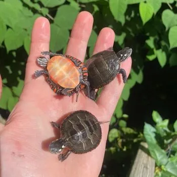 Eastern Painted Turtle Babies