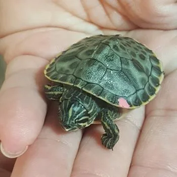 Eastern River Cooter Babies