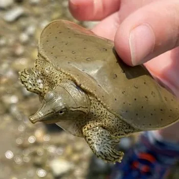 Eastern Spiny Softshell Turtle Babies