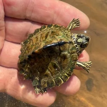 Escambia Map Turtle Babies