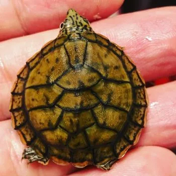 Flattened Musk Turtle Babies