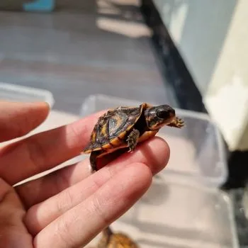 Florida Box Turtle Babies