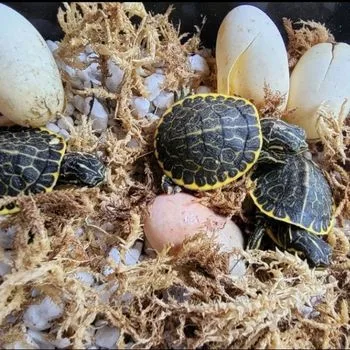 Florida Chicken Turtle Babies