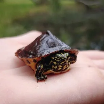 Florida Cooter Babies