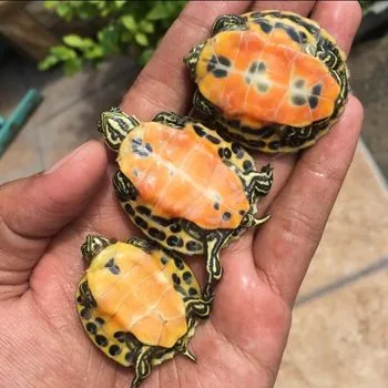 Florida Red-Bellied Cooter Babies