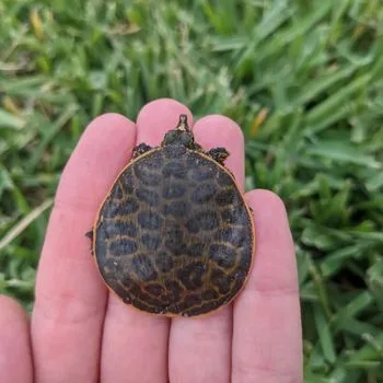 Florida Softshell Turtle Babies