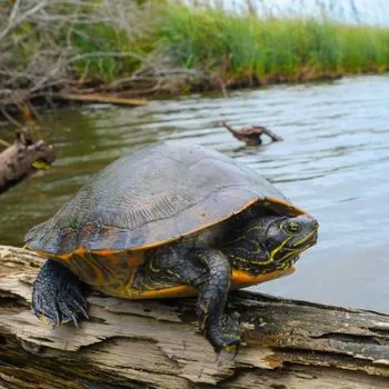 Adult Alabama Red-bellied Turtle