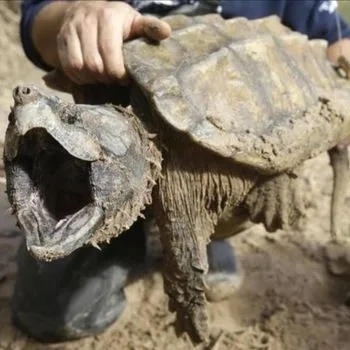 Adult Alligator Snapping Turtle