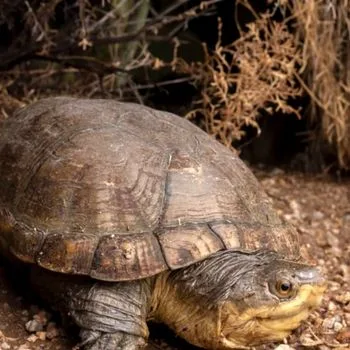 Adult Arizona Mud Turtle