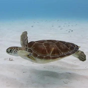 Adult Atlantic Green Sea Turtle