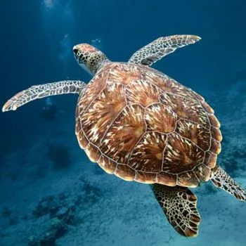 Adult Atlantic Hawksbill Sea Turtle