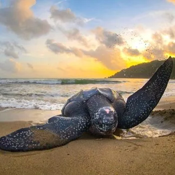 Adult Atlantic Leatherback Sea Turtle