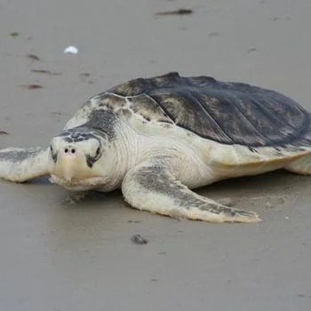 Adult Atlantic Ridley Sea Turtle