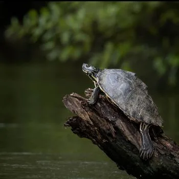 Adult Barbours Map Turtle