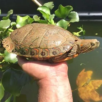 Adult Big Bend Slider