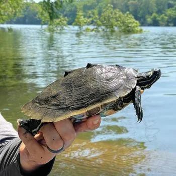 Adult Black-knobbed Map Turtle