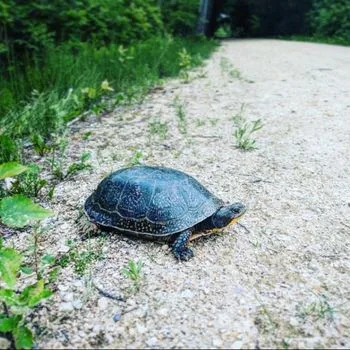 Adult Blanding Turtle