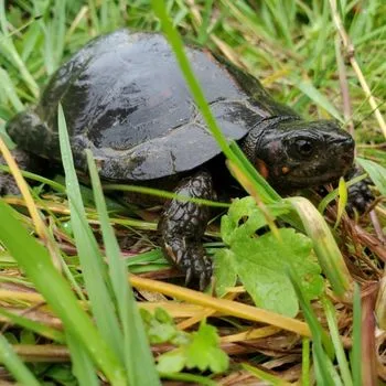 Adult Bog Turtle