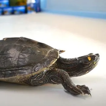 Adult Cagle's Map Turtle