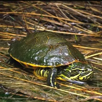 Adult Chicken Turtle